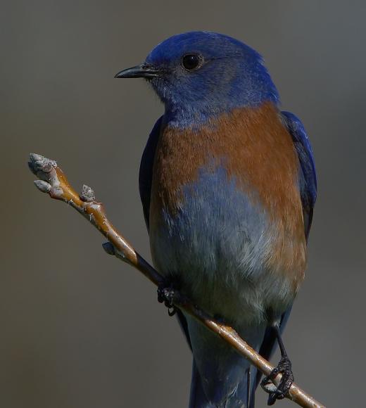 Western Bluebird