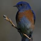 Western Bluebird